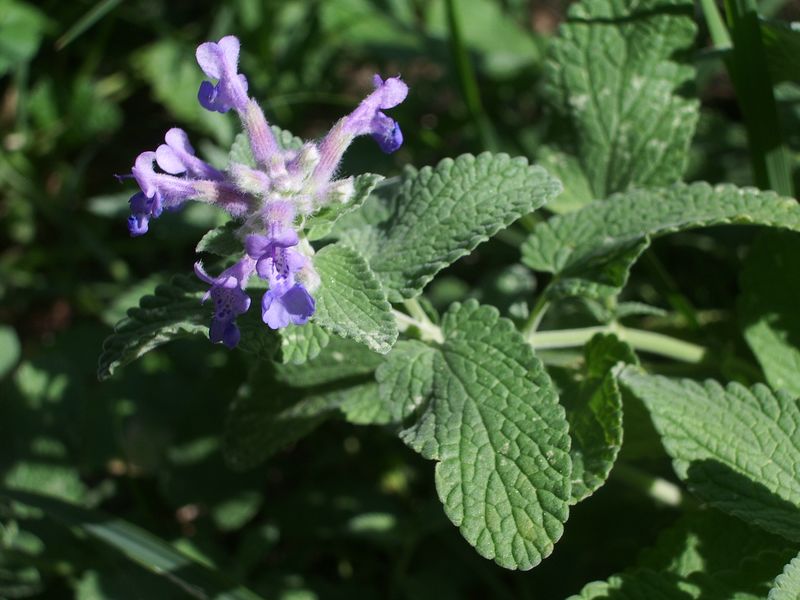 Nepeta cataria / Gattaia comune