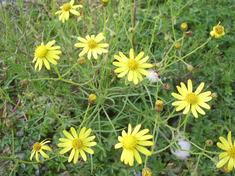 Senecio inaequidens / Senecione sudafricano