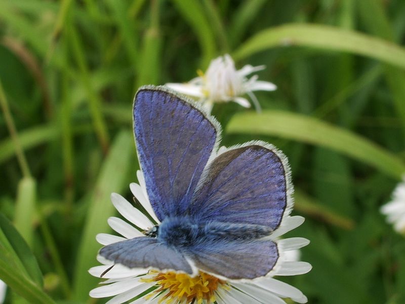 Qualche farfallina da identificare