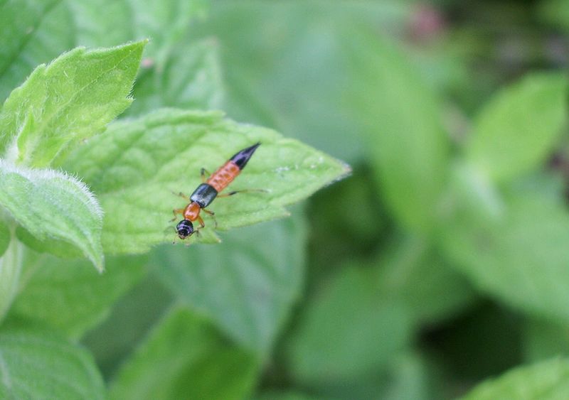 Paederus cf fuscipes