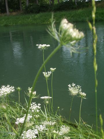 Daucus carota