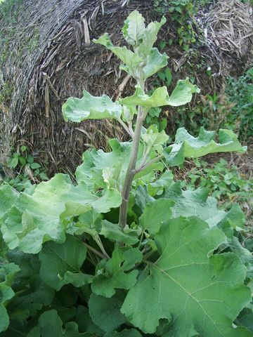 Bardana Arctium lappa ?