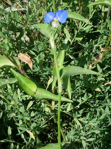 Commelina communis / Erba miseria asiatica