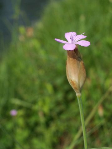 Petrorhagia prolifera / Garofanina annuale