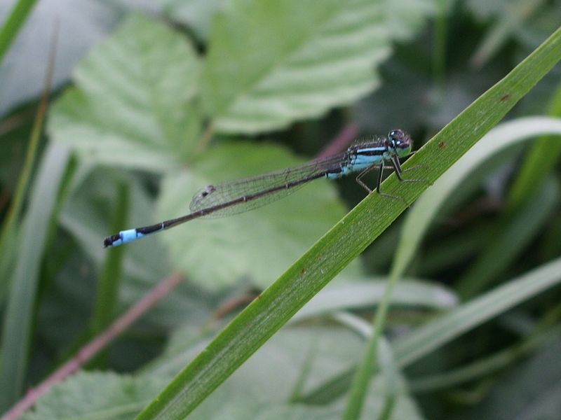 Platycnemis pennipes-Ischnura elegans-Crocothemis erythraea