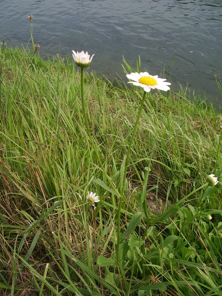 Compositae da determinare - Leucanthemum sp.