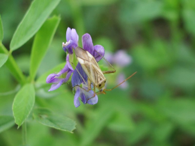 Un Adelphocoris (Miridae)