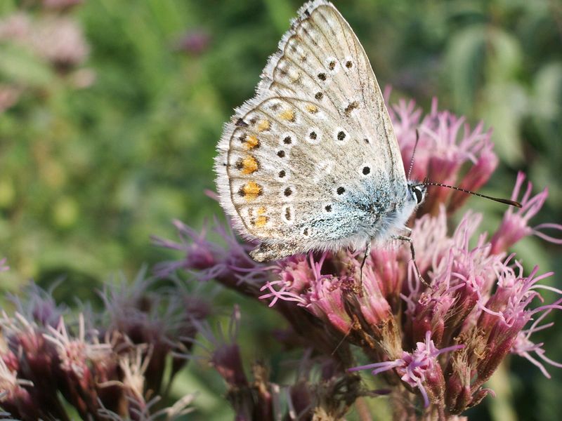 Farfalla da identificare