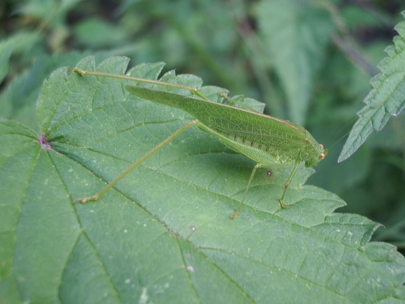 Phaneroptera sp.