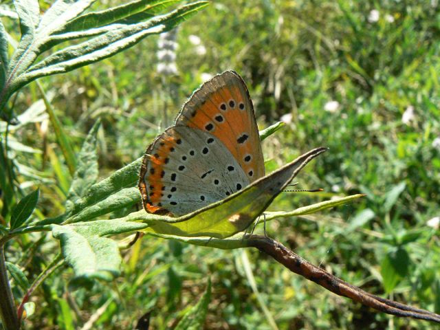 Farfalle da identificare 1