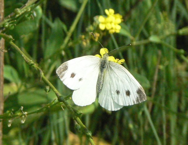 Alcune Pieridae da identificare