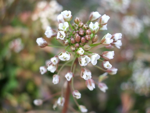 Fiorellini Bianchi da identificare (Capsella sp.)