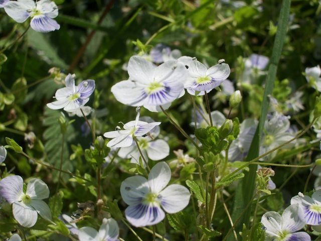 Fiorellini bianchi da identificare - Veronica filiformis