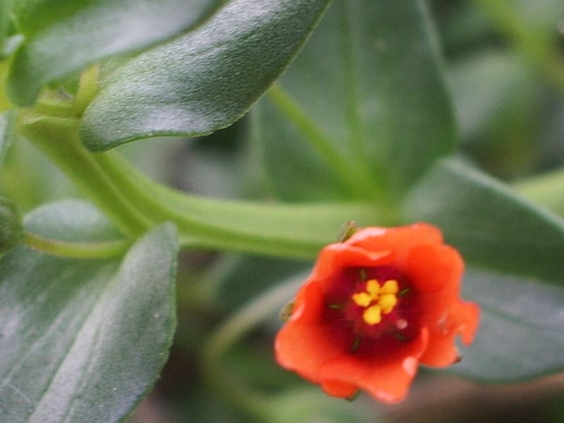 Anagallis arvensis