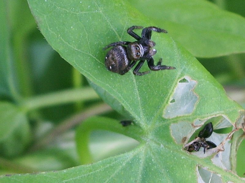 Due ragnetti da identificare