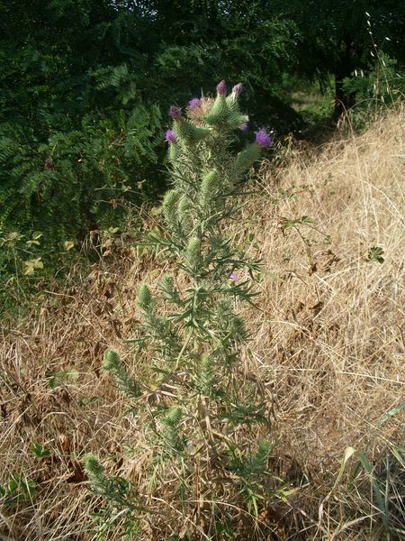 Cirsium vulgare