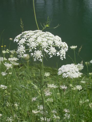 Daucus carota