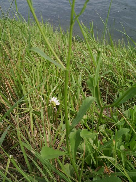 Compositae da determinare - Leucanthemum sp.