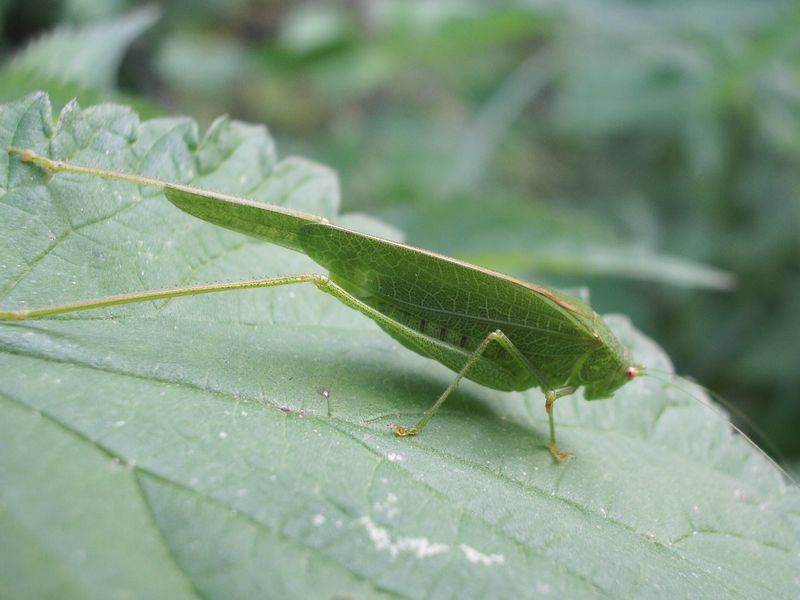 Phaneroptera sp.