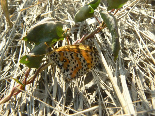 Farfalle da identificare 1