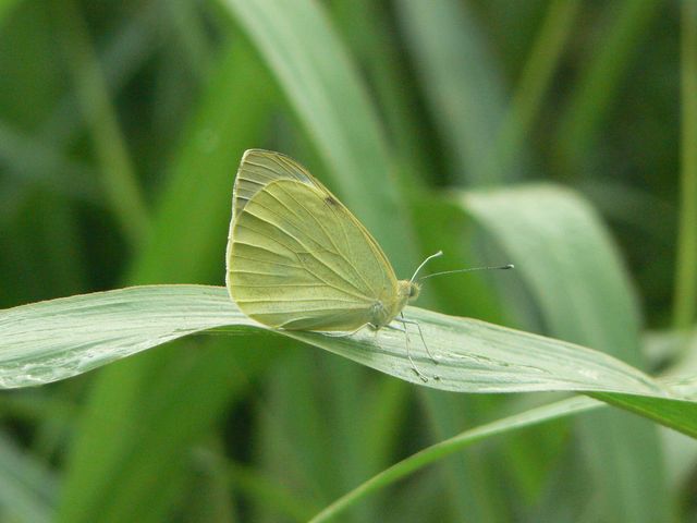 Alcune Pieridae da identificare