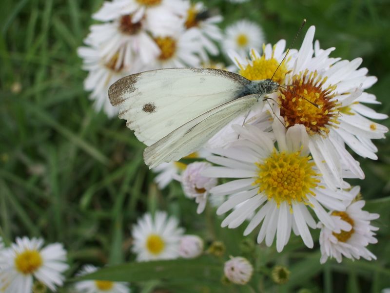 Conferma del nome di un paio di farfalle