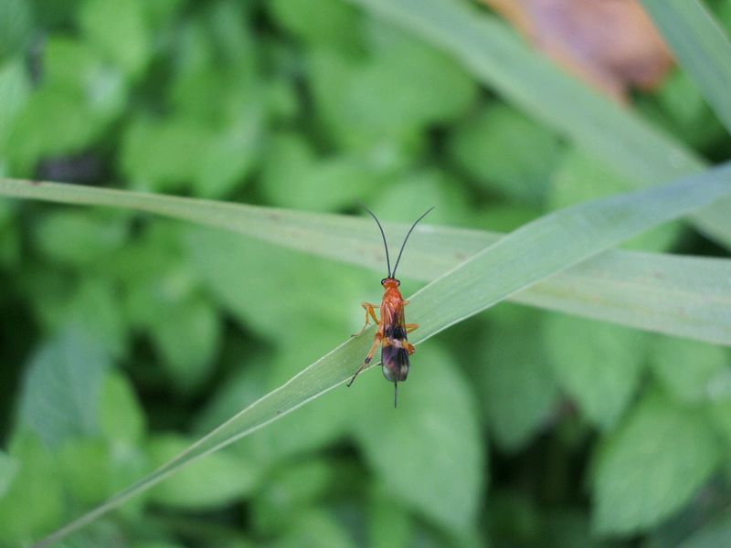 Ichneumonidae?No Braconidae