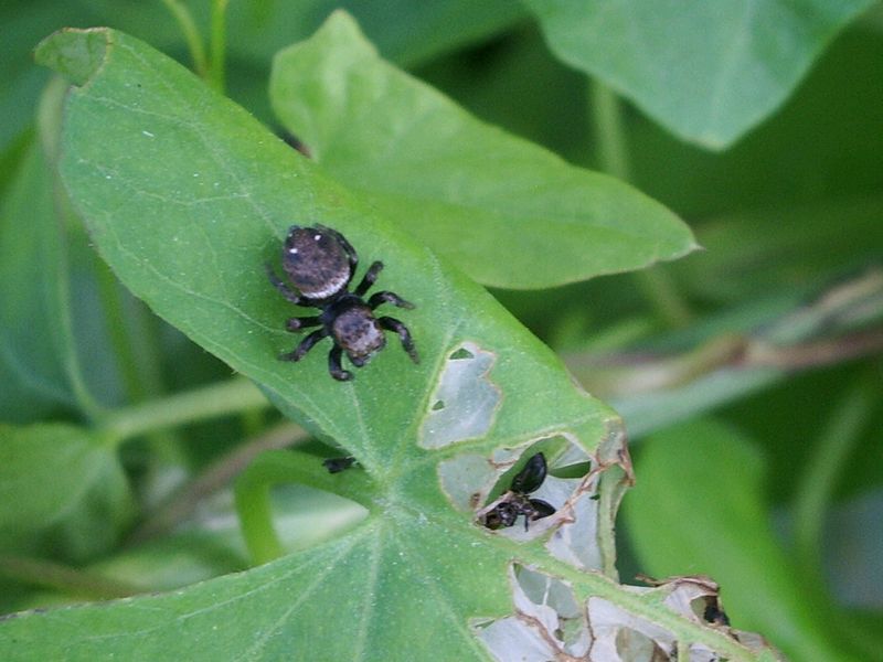 Due ragnetti da identificare