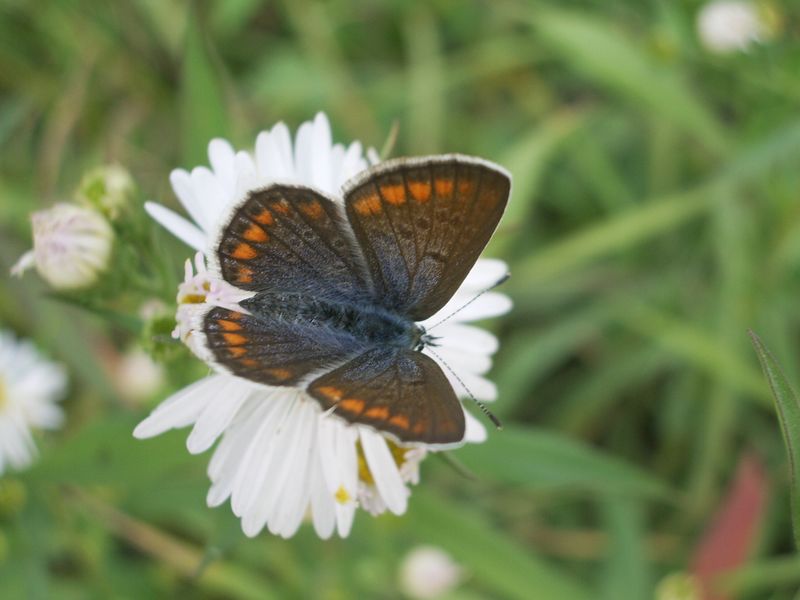 Qualche farfallina da identificare