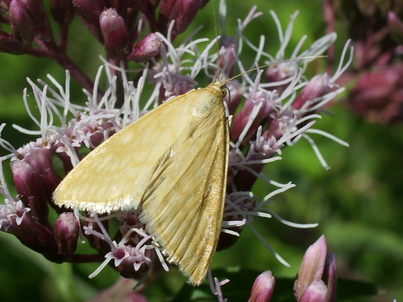 Sitochroa verticalis