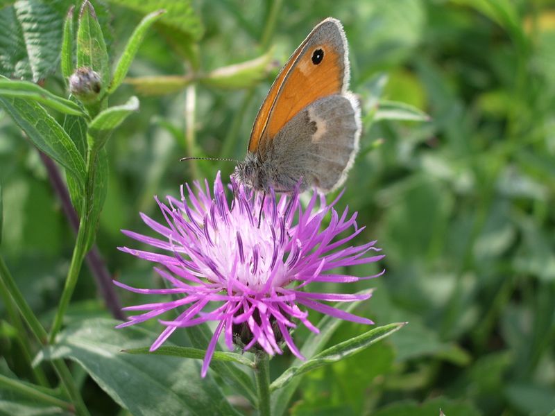 Coenonympha pamphilus