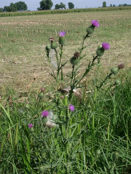 Cirsium vulgare / Cardo asinino