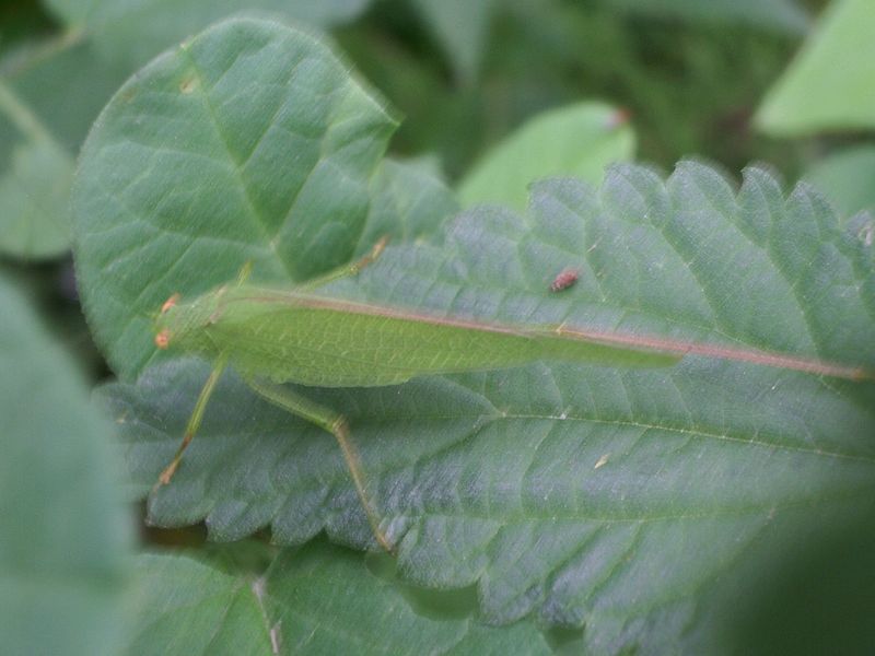 Phaneroptera sp.