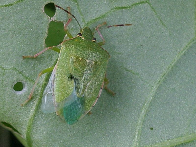 Pentatomidae