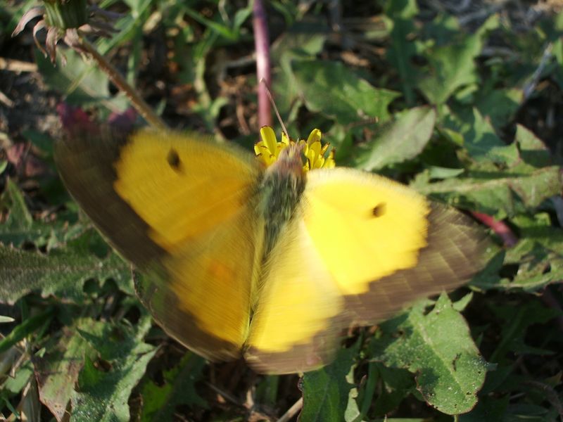 Conferma Colias alfacariensis