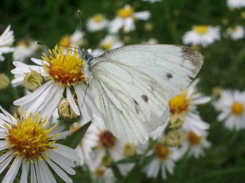 Qualche farfallina da identificare