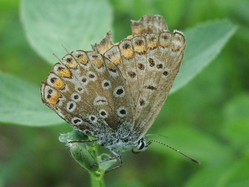 Farfalla da identificare