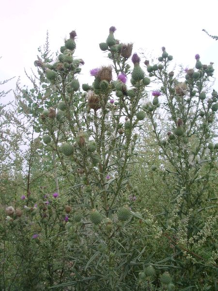 Cirsium vulgare / Cardo asinino