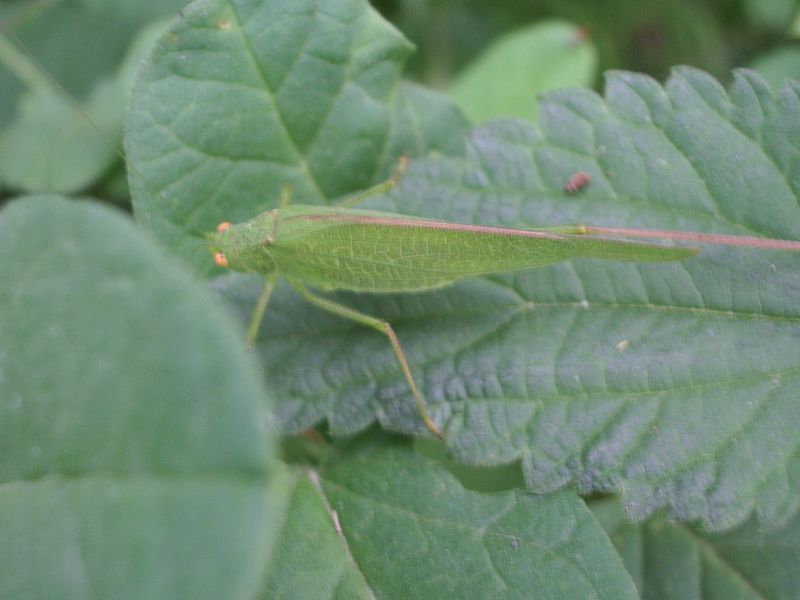 Phaneroptera sp.