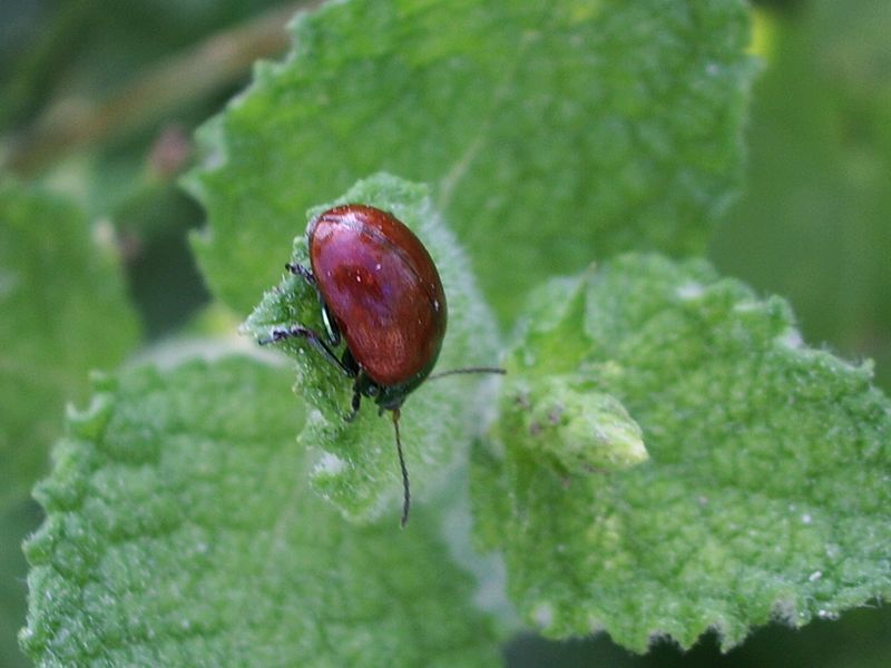 Conferma  di Chrysomela populi - Chrysomelidae