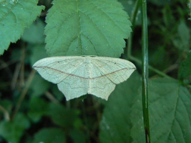 Farfalle da identificare 1