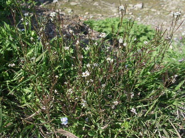 Cardamine hirsuta