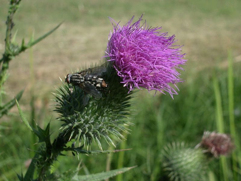 Cirsium vulgare / Cardo asinino