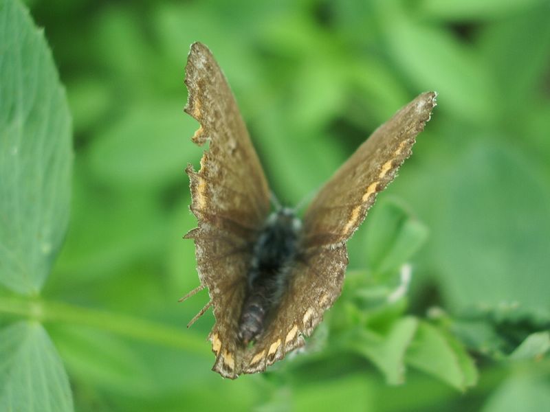 Farfalla da identificare