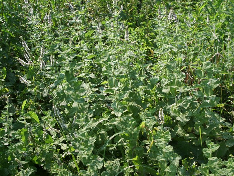 Mentha suaveolens / Menta a foglie rotonde