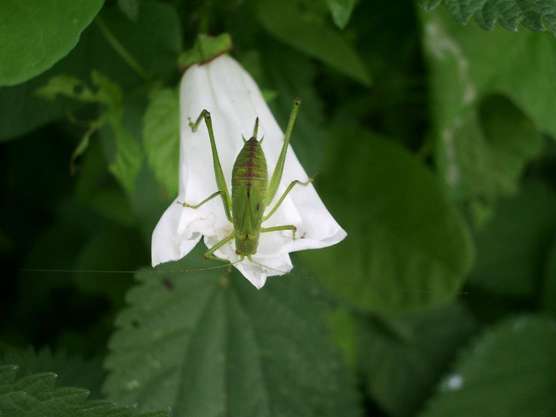 Phaneroptera sp.