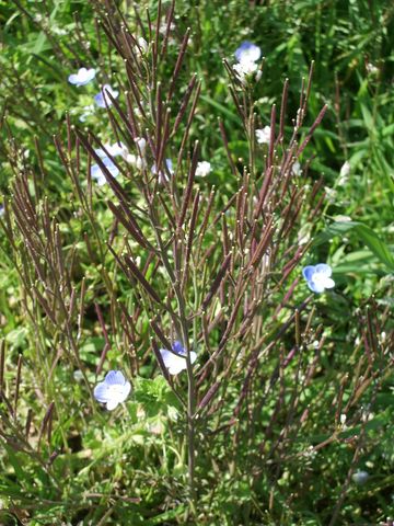 Cardamine hirsuta