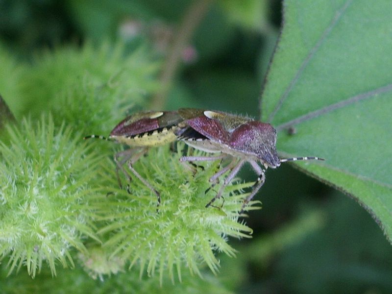 Pentatomidae