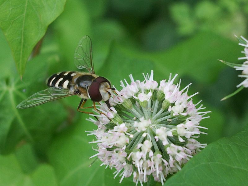 Scaeva pyrastri (Syrphidae)