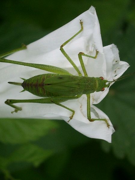 Phaneroptera sp.